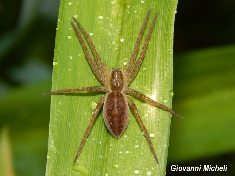 Vari Dolomedes plantarius - Parco del Ticino (MI)